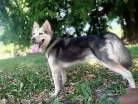 anjing husky mix