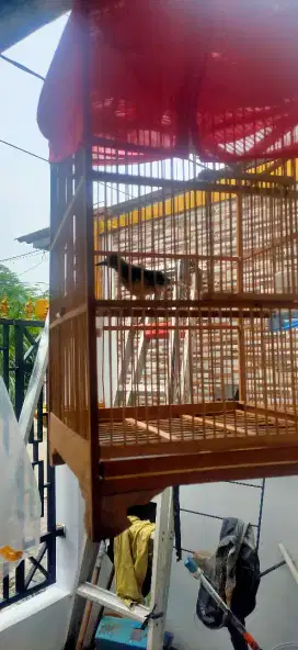 Jual Burung Murai kaki hitam Dewasa