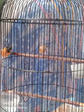 Jual bosen Red siskin classic sepasang