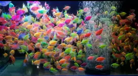 Glofish warna warni