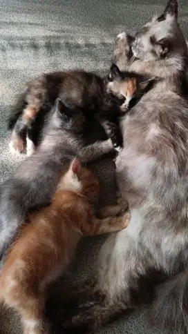 open adopsi kucing peliharaan