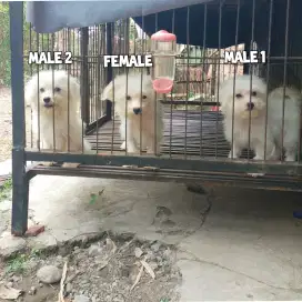 Puppy poochon anak anjing poodle x bichon