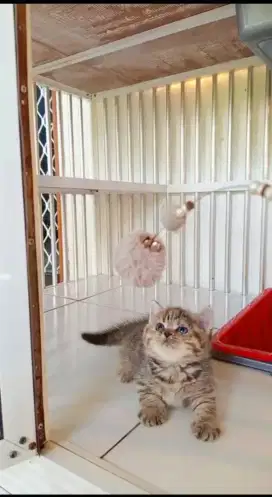 Kucing Kitten BSH munchkin betina