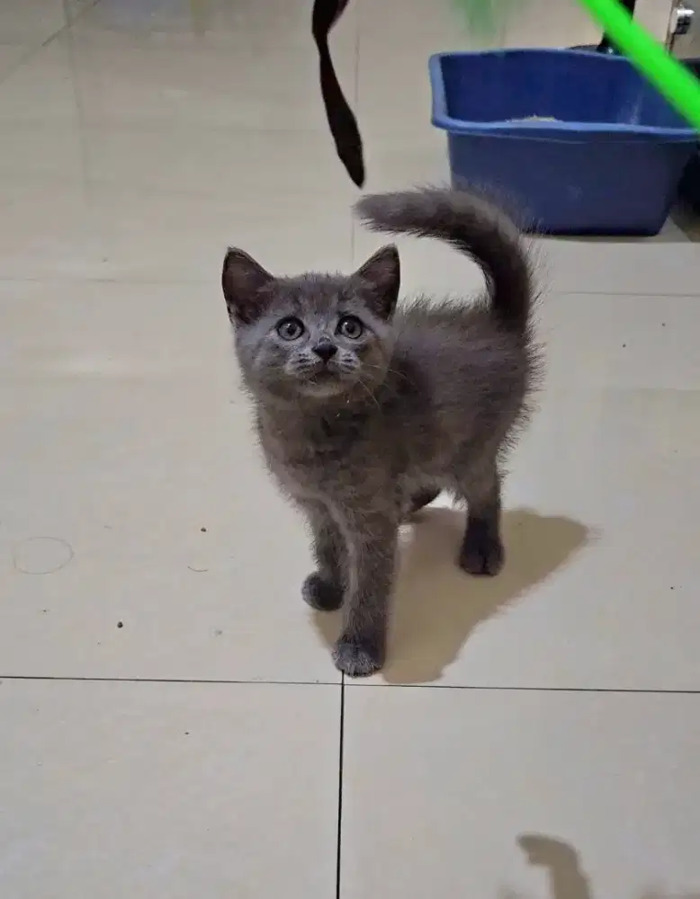 Kucing bsh betina
