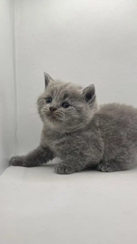 KUCING BSH KITTEN