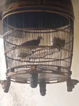 Burung perkutut Bangkok ggacor suara enak