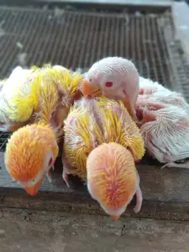 Lovebird  lolohan