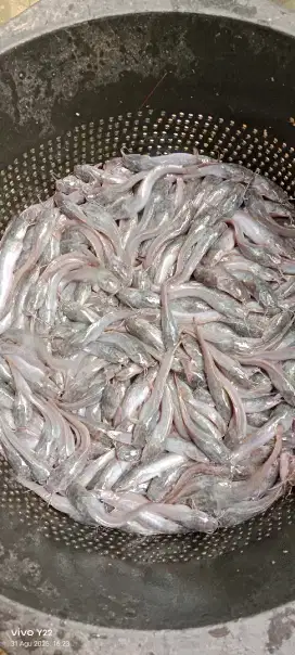 Bibit ikan lele