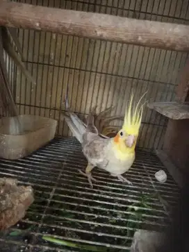 Burung falk indukan betina