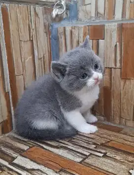 Kitten British shorthair