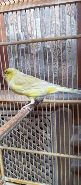 Burung kenari f1 yorkser gacor warna jarang isabel melon