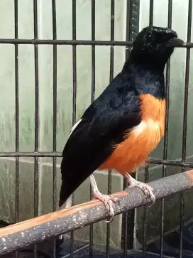 Burung murai hutan