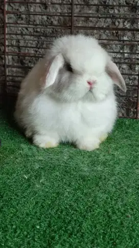 Kelinci hollandlop