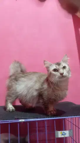 Kucing munchkin betina dewasa