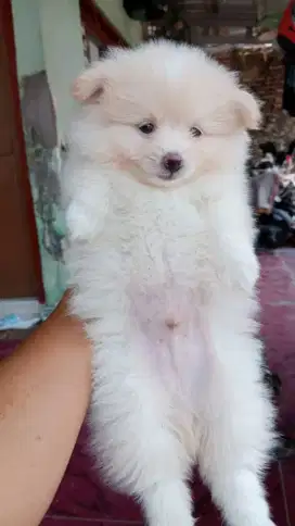 Pomerian jantan non stambum