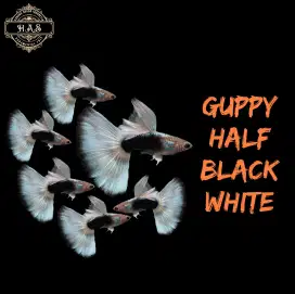 Jual ikan guppy