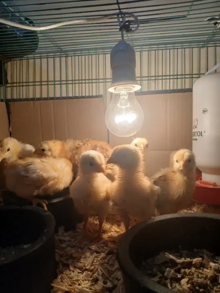 AYAM PETELUR USIA 2 MINGGU