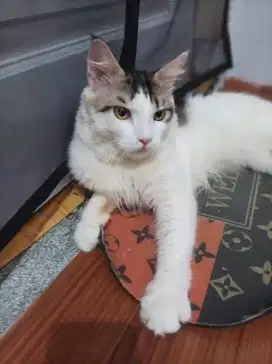 Kucing maine coon jantan 12 bln