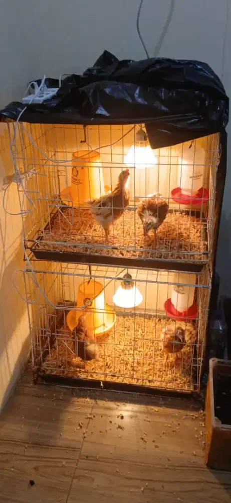 AYAM PETELUR USIA 2 BULAN