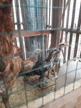 Doc ayam pama mangon asel