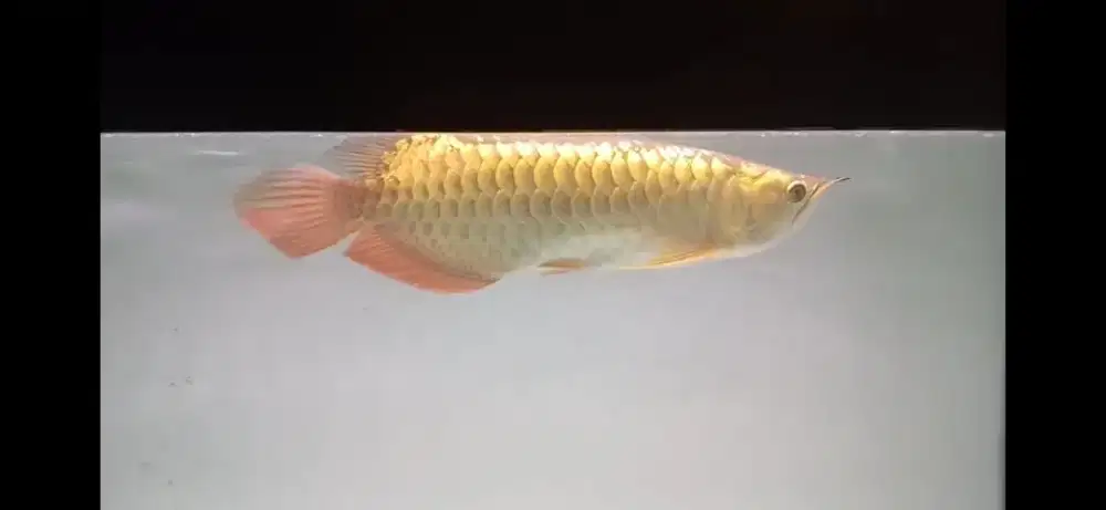 Ikan arwana crossback highback