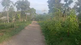 Tanah Kebun sangat Subur baik sekali untuk Tanaman  SAYURAN