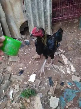 Ayam shamo eropa Jerman x Shamo jepang