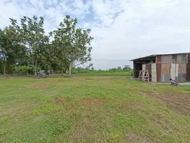 Nego KERAS, Pekarangan di Rejodani Palagan Sleman ; 3 Jt-an