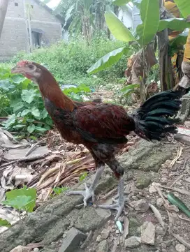 Ayam pelung jago 5 bulanan