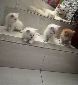 PERSIAN FLATNOSE KITTEN