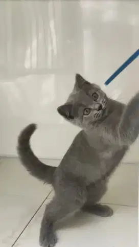 Kucing BRITISH SHORTHAIR