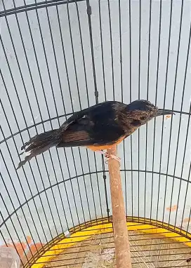Burung Murai trotol jantan lg mutasi ke pastol ring ternakan fighter
