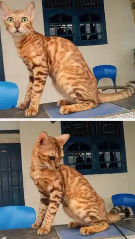 Kucing kitten B3ngl Super Adult