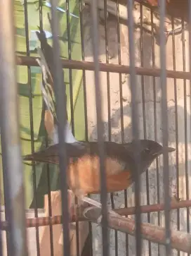 Murai Betina Siapan