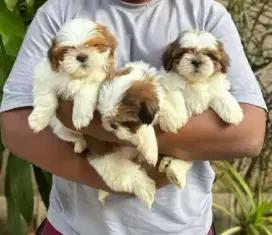 DIJUAL ANAK ANJING SHIHTZU