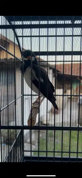 burung jalak suren gacor