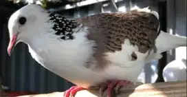 Derkuku pelangkok dan silver