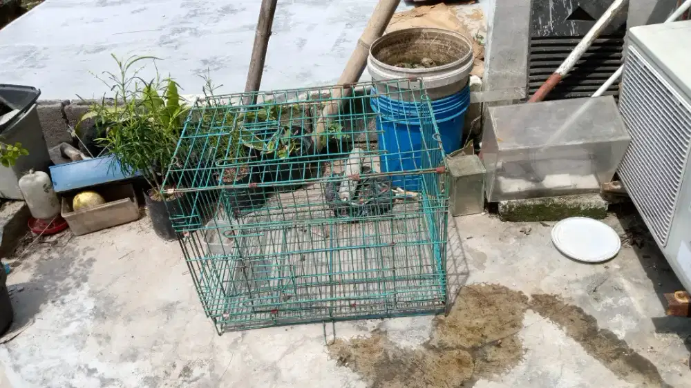 Kandang kucing...
