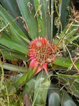 Buah nanas muda