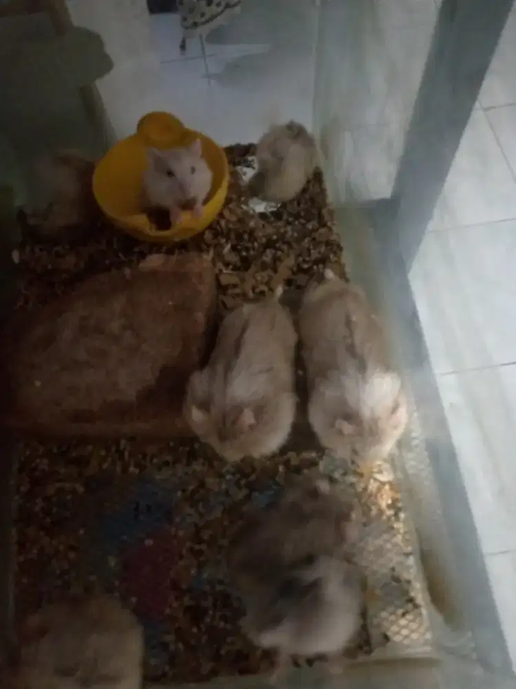 Jual Hamster winster warna cantik cantik