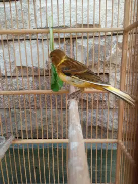 Kenari paud seri lokal