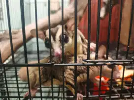 Sugar glider indukan 1 pasang