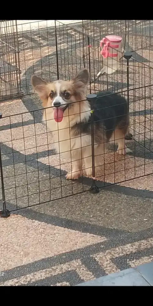 Jual Indukan Corgi