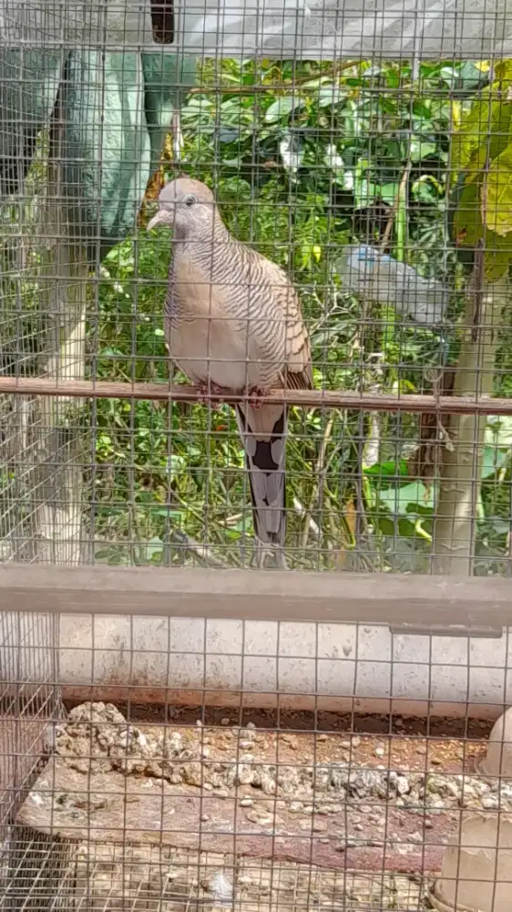 Perkutut silver remaja jantan