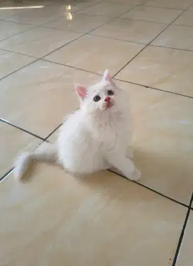 KUCING MIX MAINECOON