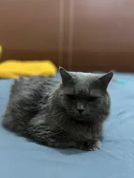 Kucing abu abu lucu