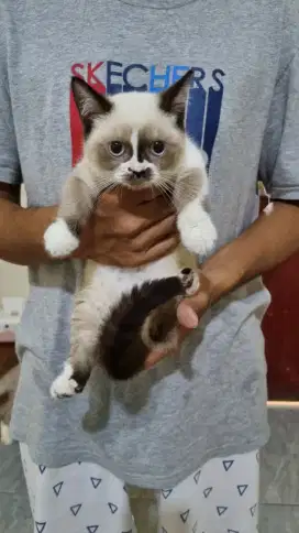 Kucing munchkin mix bsh