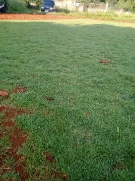 rumput peking/jepang