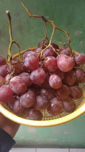 Anggur red globe 1kg