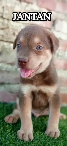 Anjing husky mixbred
